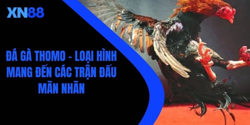 Đá Gà Thomo - Loại Hình Mang Đến Các Trận Đấu Mãn Nhãn