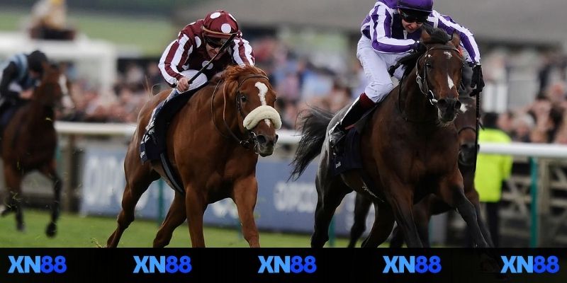 Nhiều lựa chọn vé cược đua ngựa online